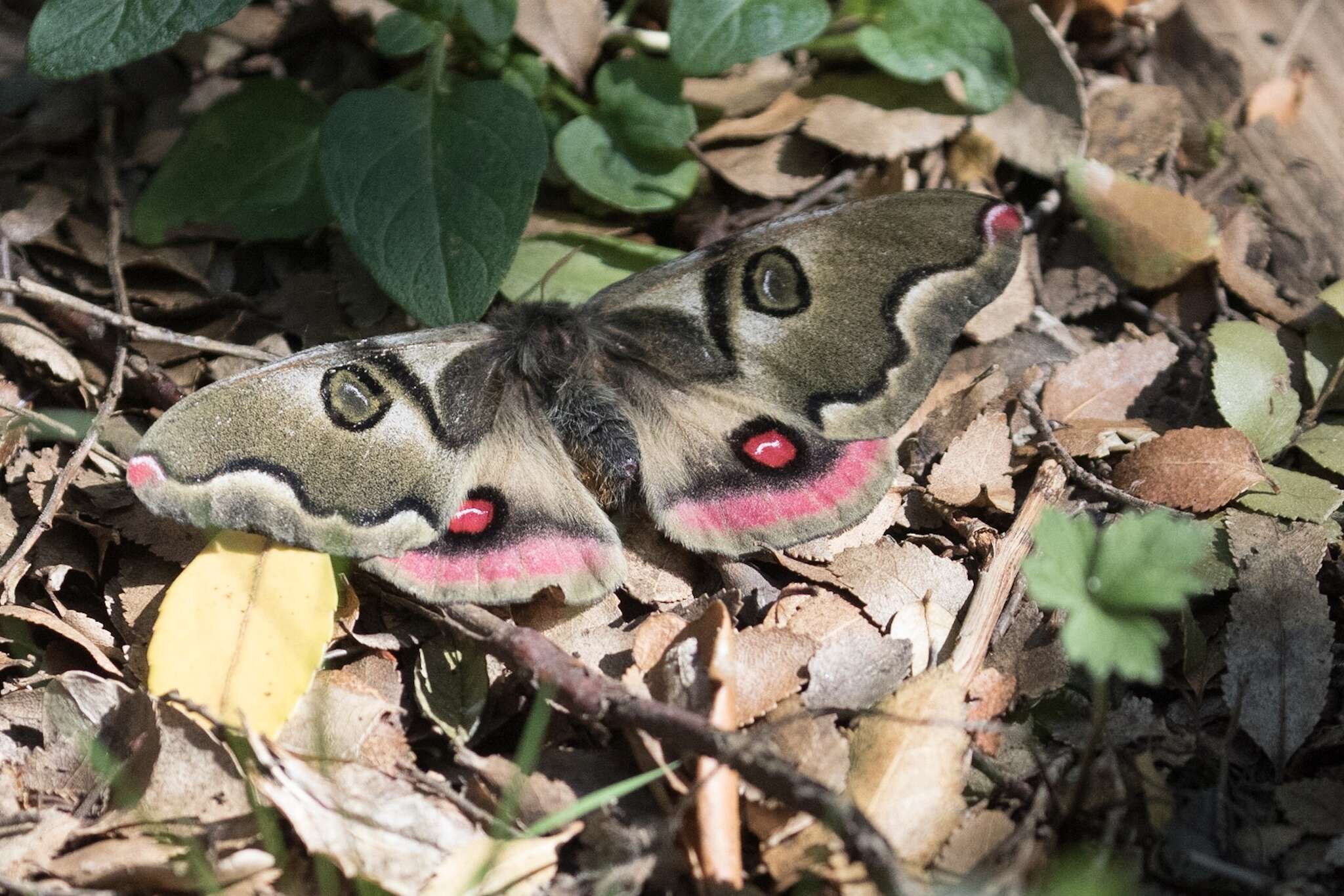 Imagem de Polythysana rubrescens (Blanchard 1852)