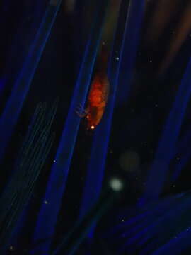 Image of Holthuis urchin shrimp