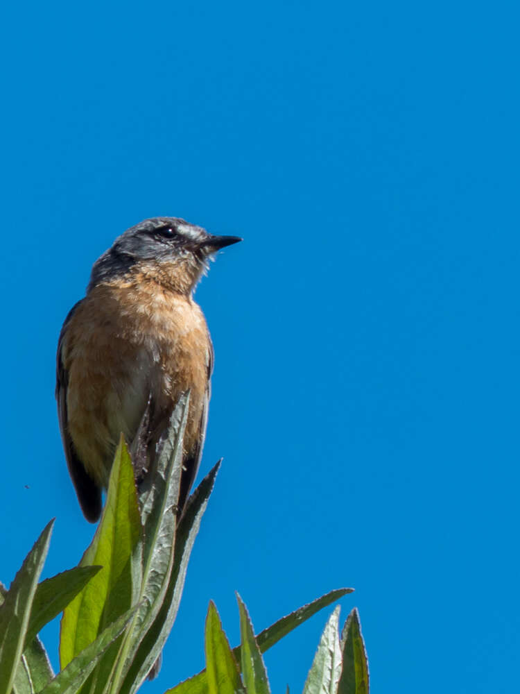 Image of Gray-backed Tachuri