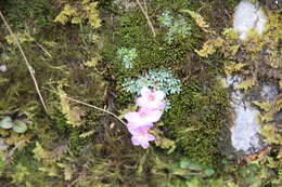 Image of Saxifraga dinnikii Schmalh. ex Akinfew