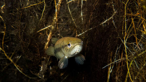 Image of Hoplerythrinus