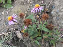 Image of arctic aster