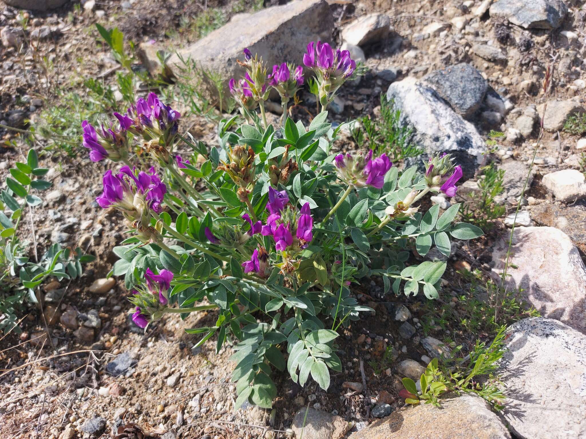 Image de Oxytropis nitens Turcz.