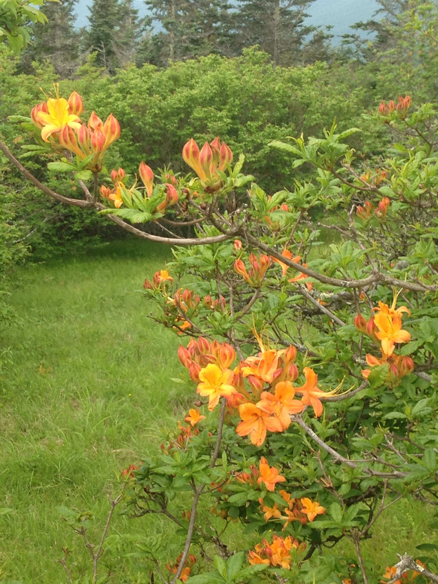 Image of flame azalea