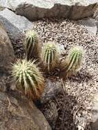 Image of Leding's Hedgehog Cactus