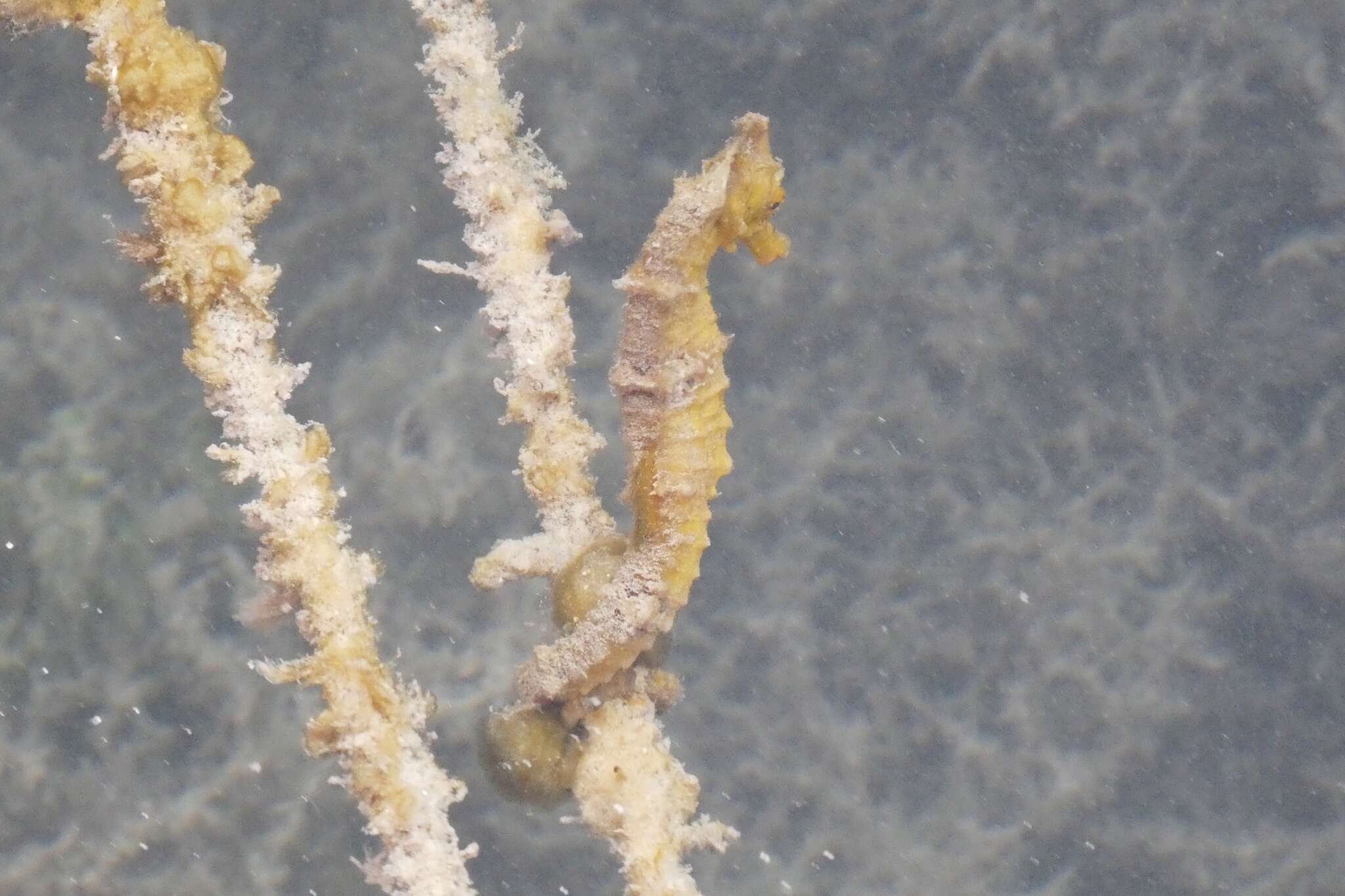 Image of Lined Seahorse