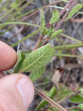 Image of Dodonaea dodecandra (Domin) M. G. Harr.