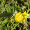 Chorthippus (Glyptobothrus) jutlandica Fogh Nielsen 2003 resmi