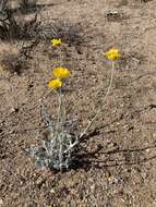 Image of woolly desert marigold