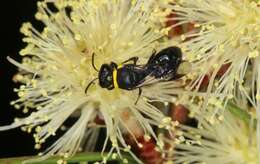 Imagem de Hylaeus primulipictus (Cockerell 1905)