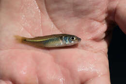 Image of Marjorie&#39;s freshwater hardyhead