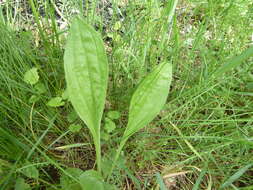 Imagem de Plantago australis subsp. australis