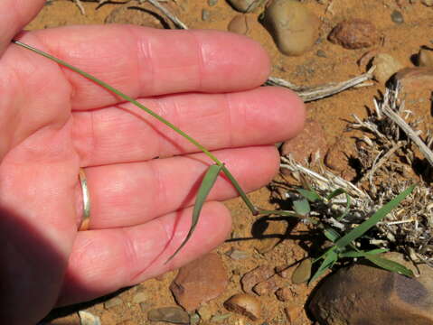 Image of Eragrostis obtusa Munro ex Ficalho & Hiern