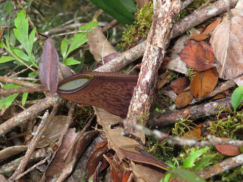 Слика од Nepenthes tentaculata Hook. fil.