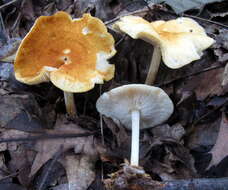 Image of Marasmius strictipes (Peck) Singer 1943