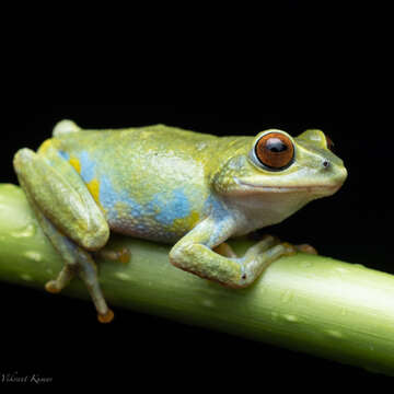 Image of Beddome's bubble-nest frog