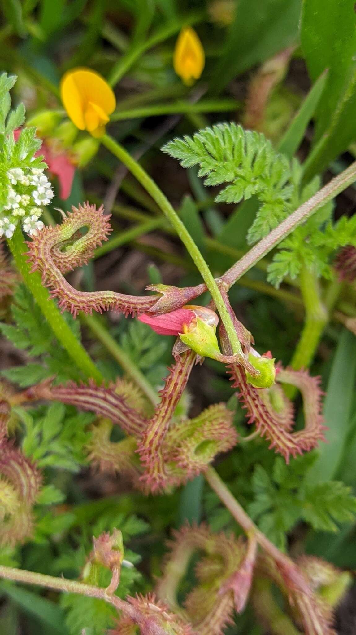 Image of scorpion's-tail