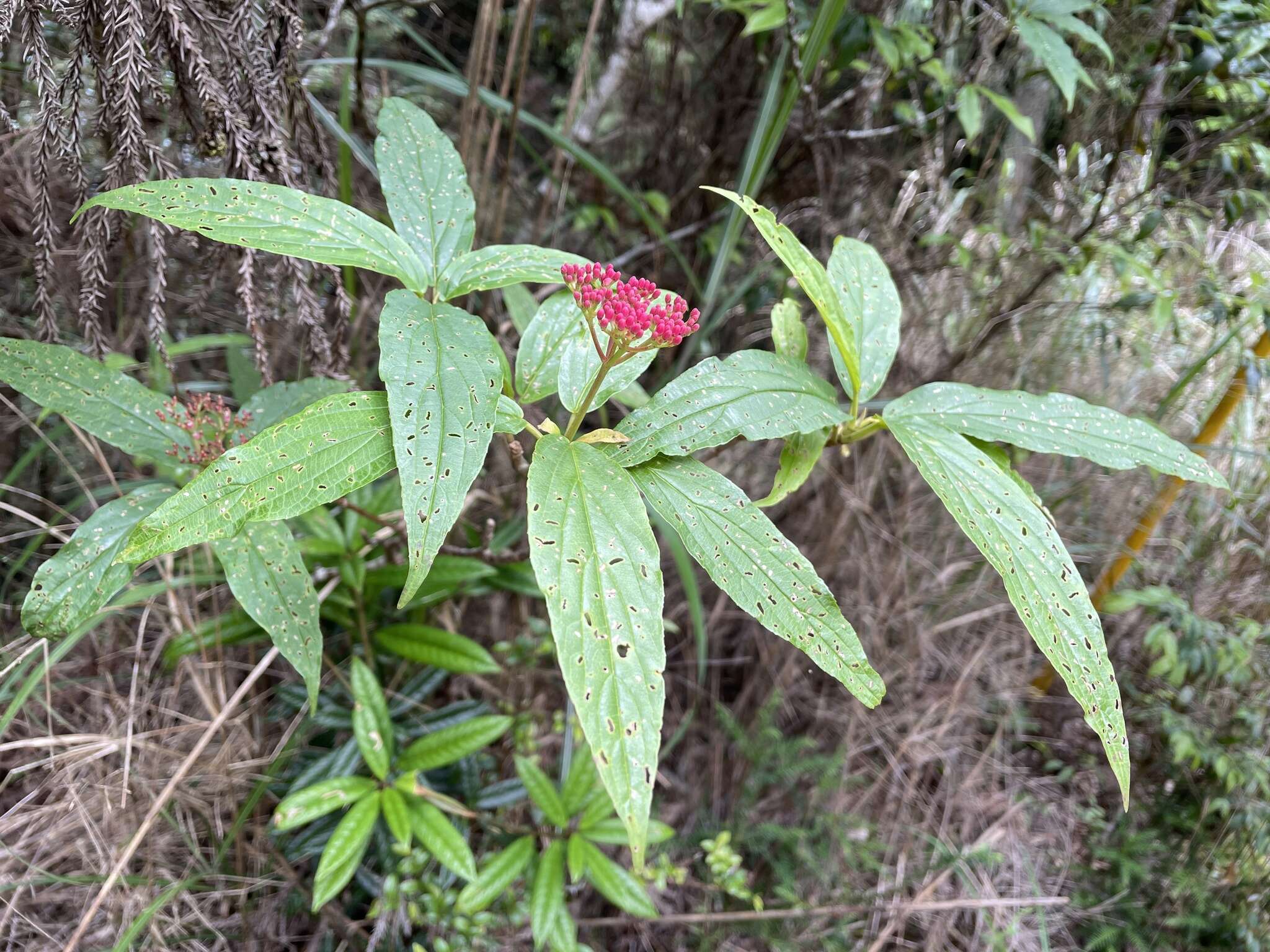 Image de Viburnum urceolatum Sieb. & Zucc.