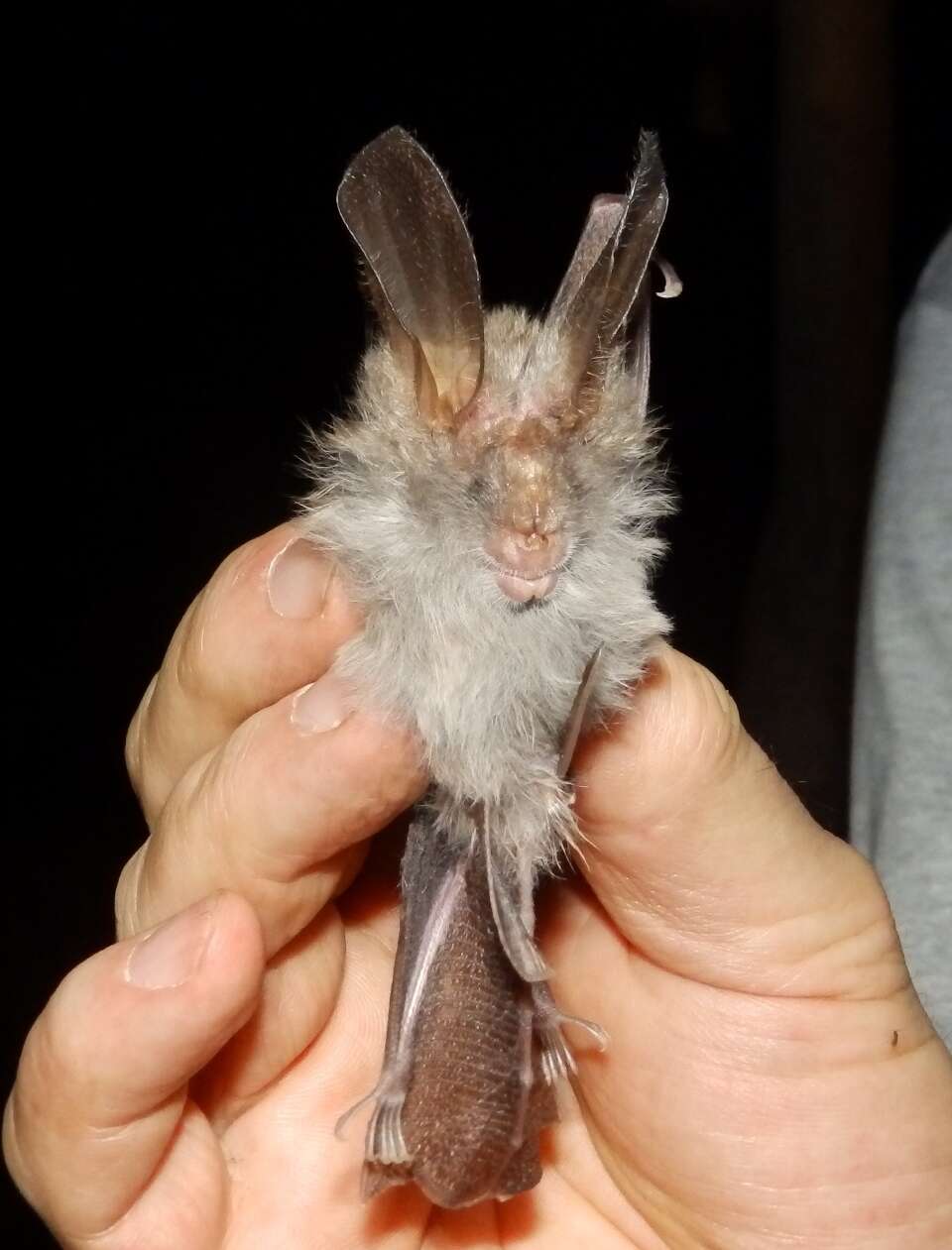 Image of Cape Long-eared Bat