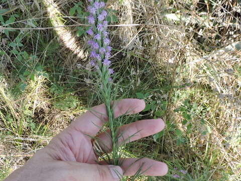 Image of blazing star