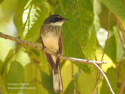 Imagem de Rhipidura rufiventris isura Gould 1841