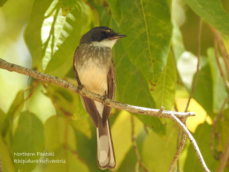 Imagem de Rhipidura rufiventris isura Gould 1841