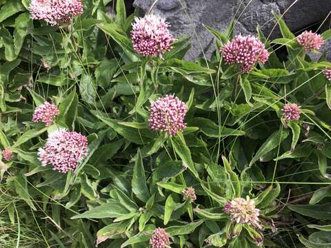 Image of hemp agrimony