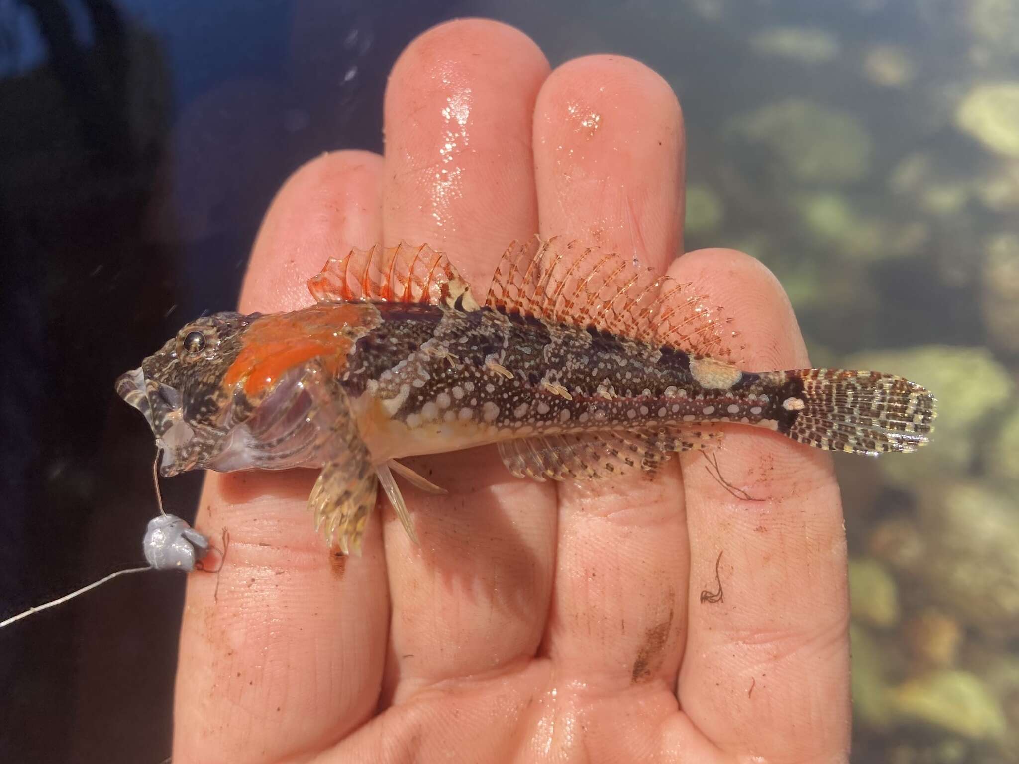 Image of Round-nosed sculpin