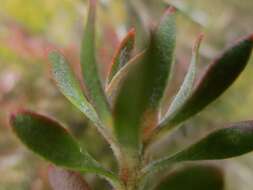 Image of Leucadendron radiatum Phillips & Hutchinson