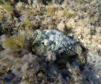 Image of Dwarf scorpionfish