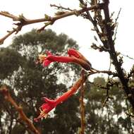 Plancia ëd Cantua buxifolia Jussieu ex Lamarck