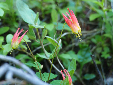 Aquilegia elegantula Greene的圖片