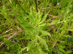 Imagem de Oenothera villosa Thunb.