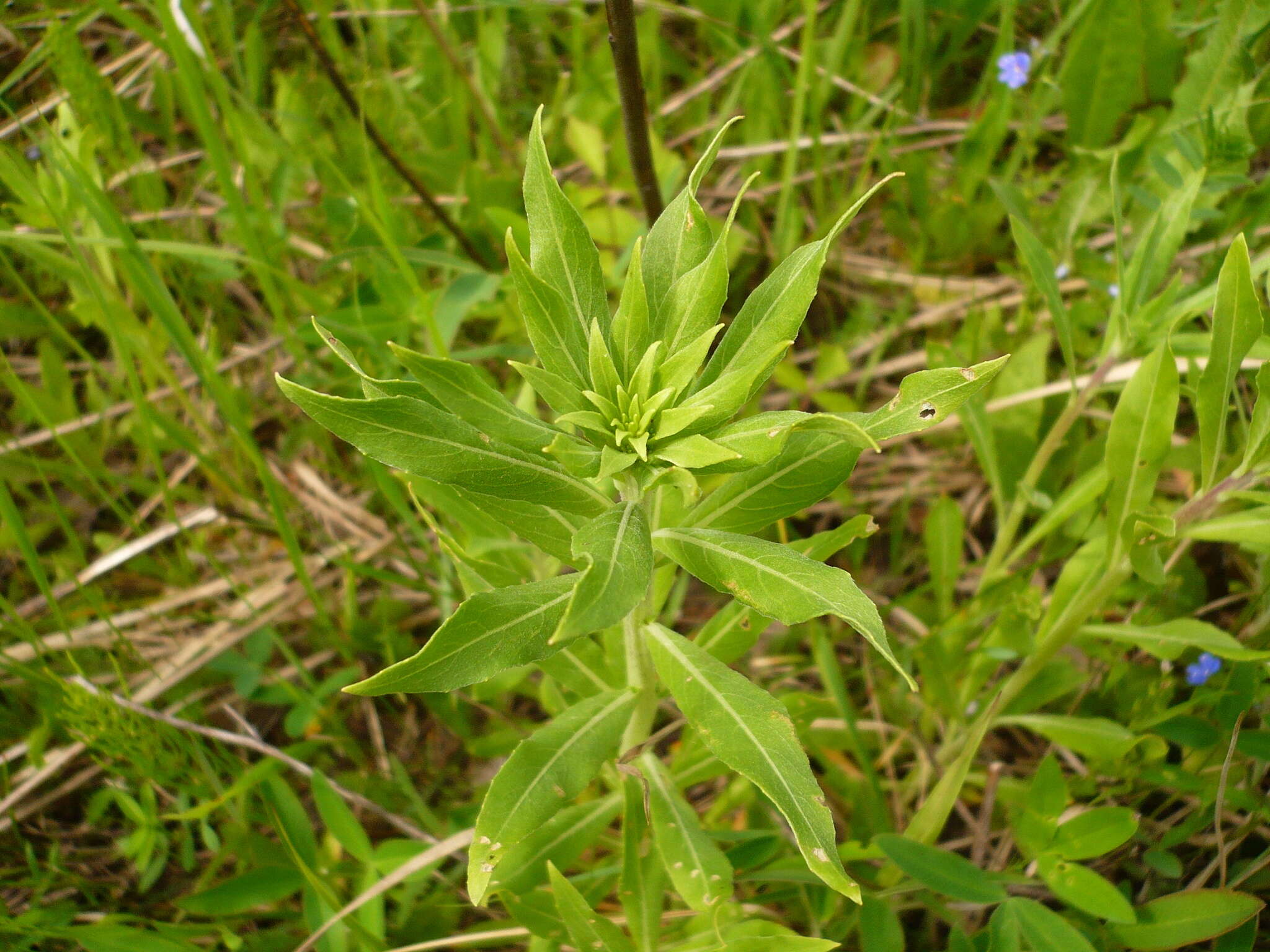 Imagem de Oenothera villosa Thunb.