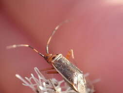 Image of Adelphocoris rapidus (Say 1832)