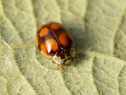 صورة Adalia decempunctata (Linnaeus 1758)