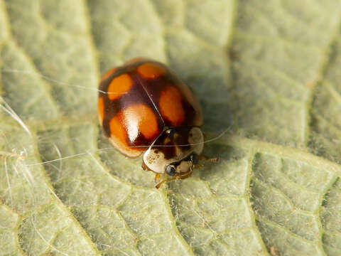 Image of Adalia decempunctata (Linnaeus 1758)