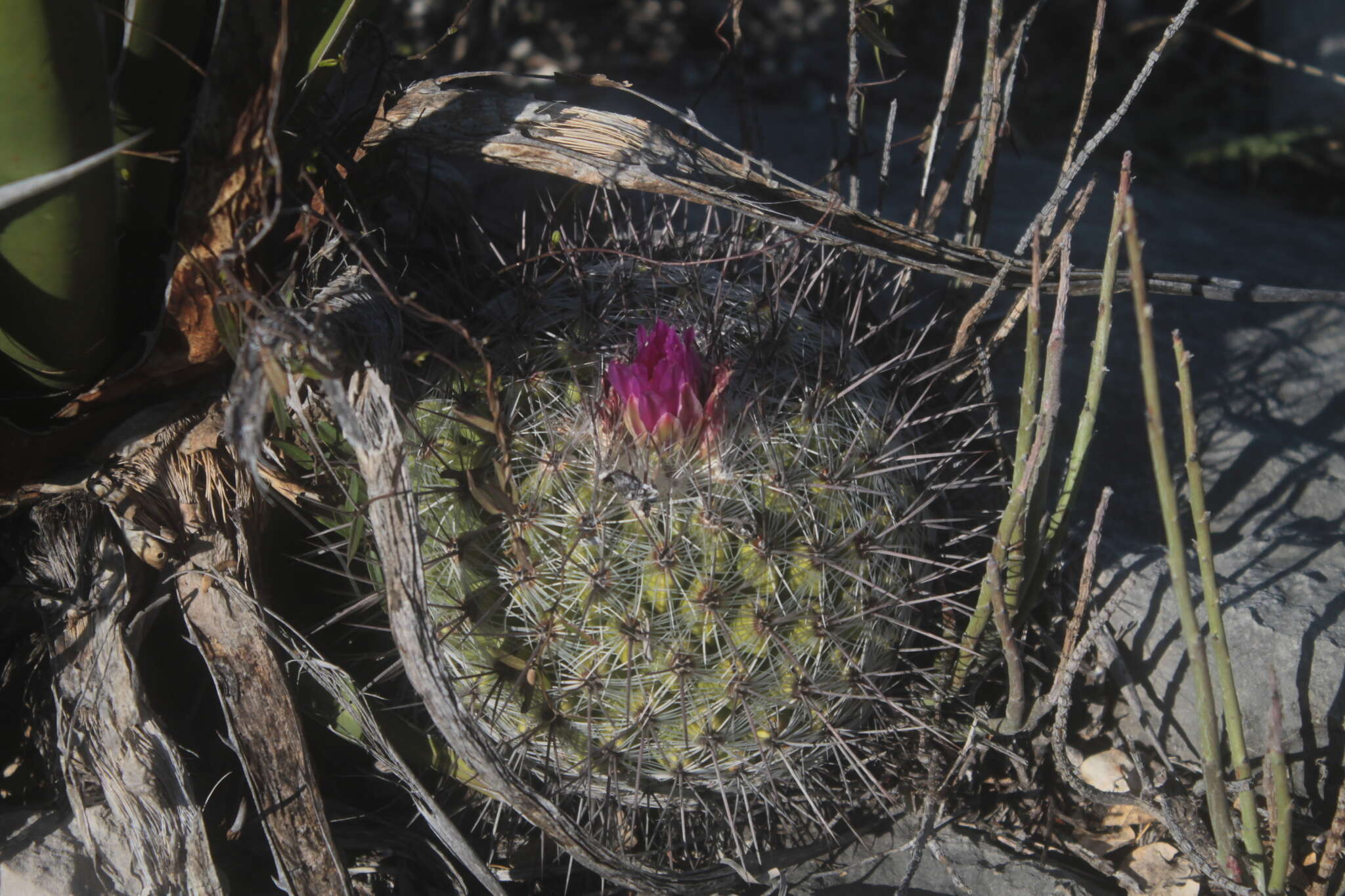 Image of Thelocactus conothelos (Regel & Klein bis) F. M. Knuth