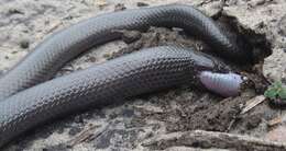 Image of Common Purple-glossed Snake