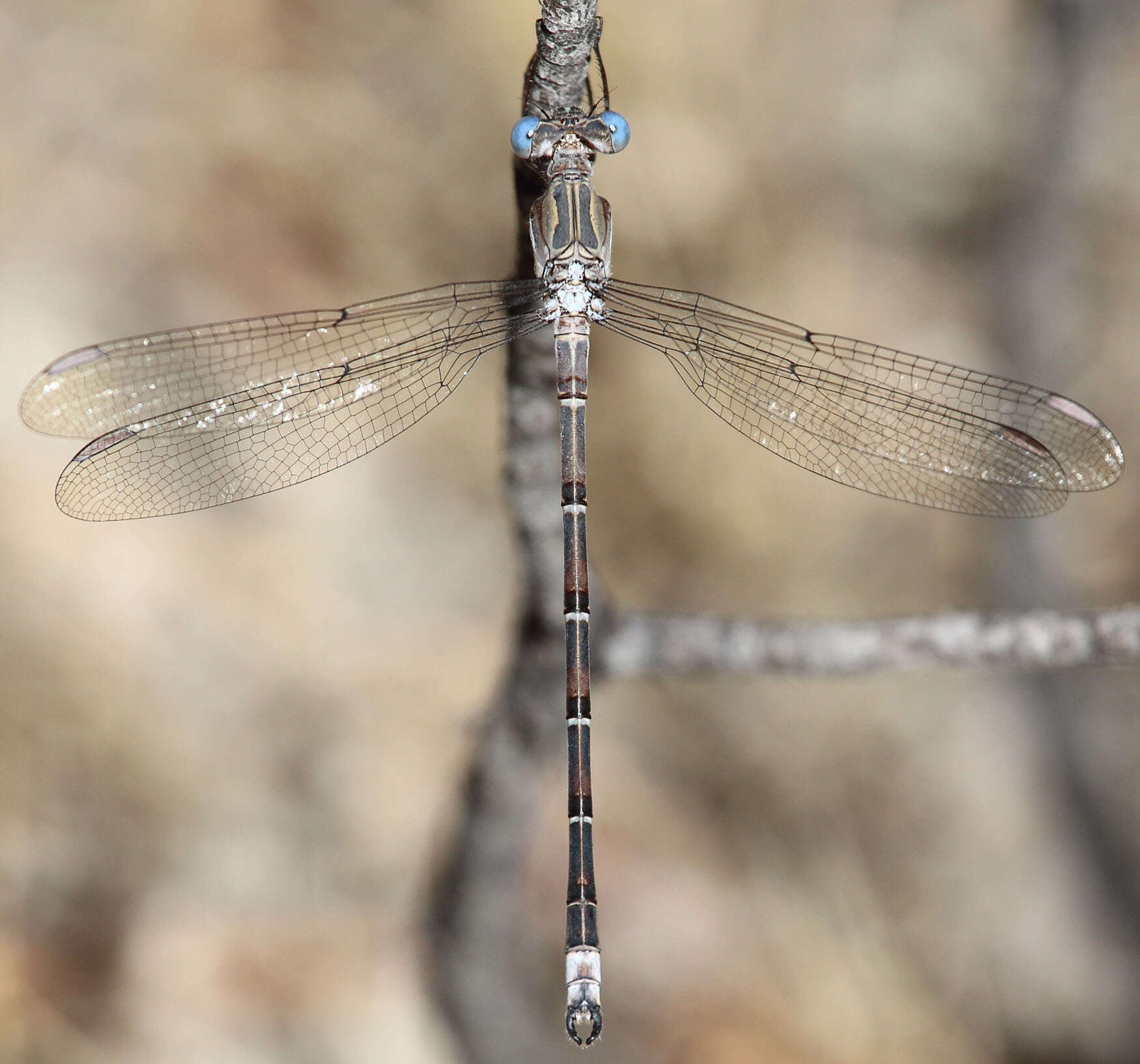 Image of Archilestes californicus McLachlan 1895