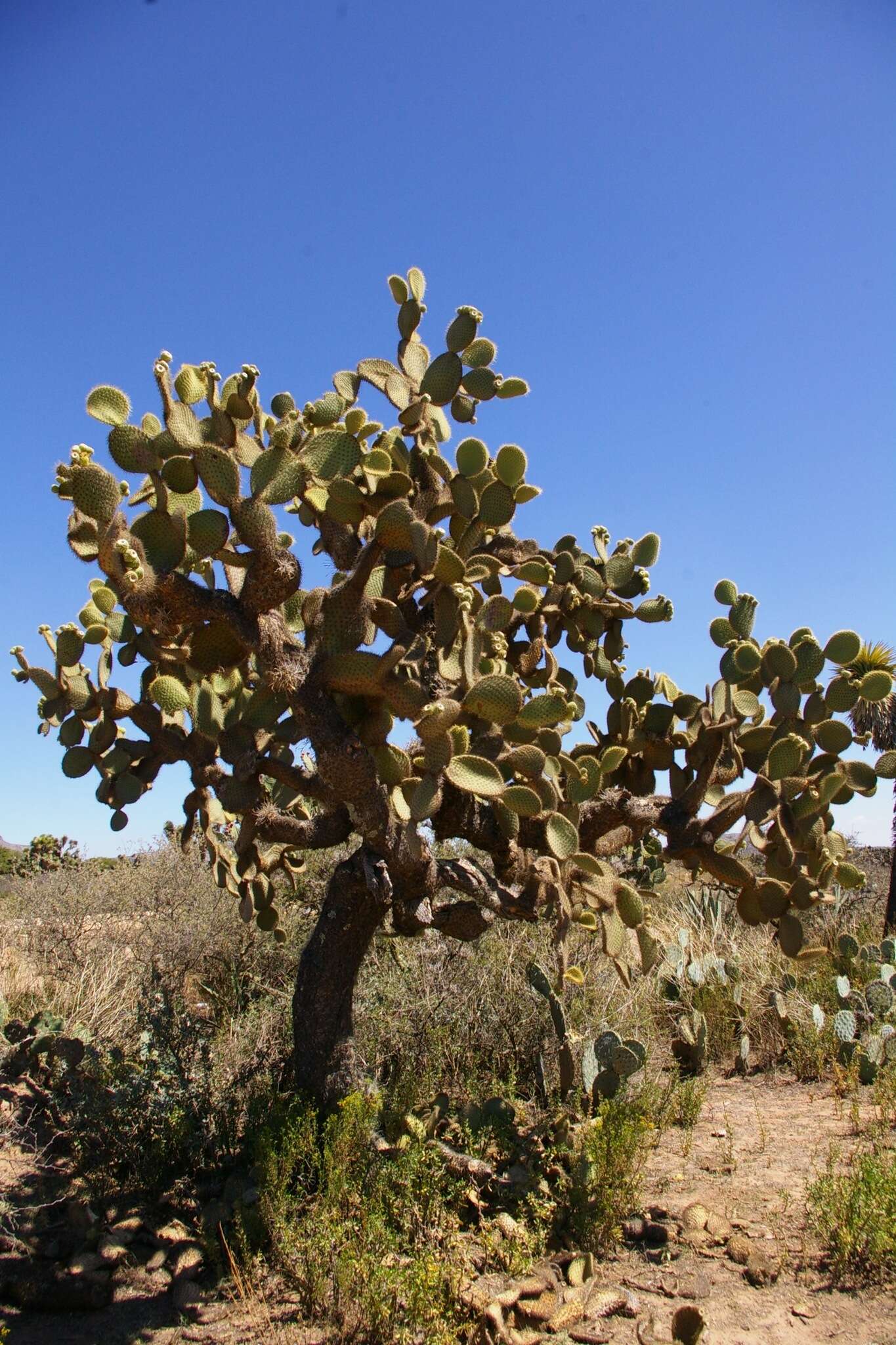 Image of Arborescent Pricklypear