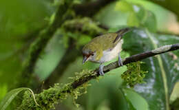 Plancia ëd Cyclarhis nigrirostris Lafresnaye 1842