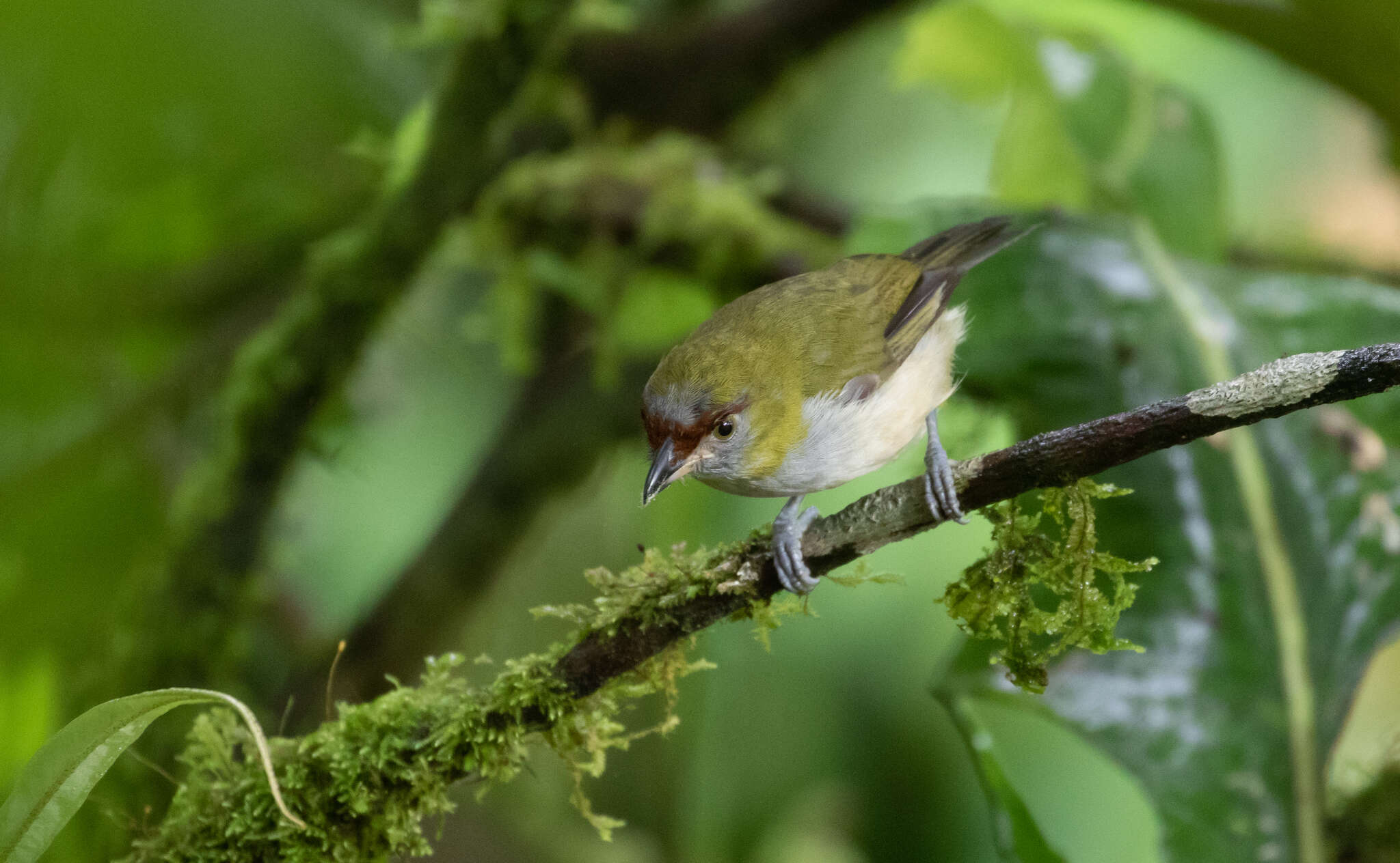 Plancia ëd Cyclarhis nigrirostris Lafresnaye 1842