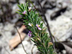 Image of Muraltia thunbergii Eckl. & Zeyh.