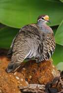 Image of Common Bronzewing