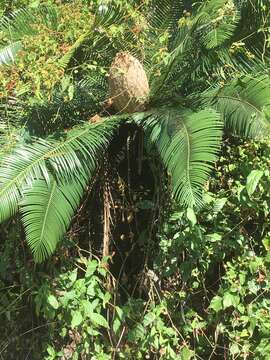 Image of Chestnut Dioon