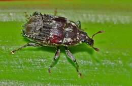 Image of Psepholax coronatus White 1846