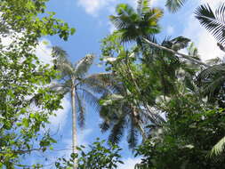 Image of Pumbo wax palm