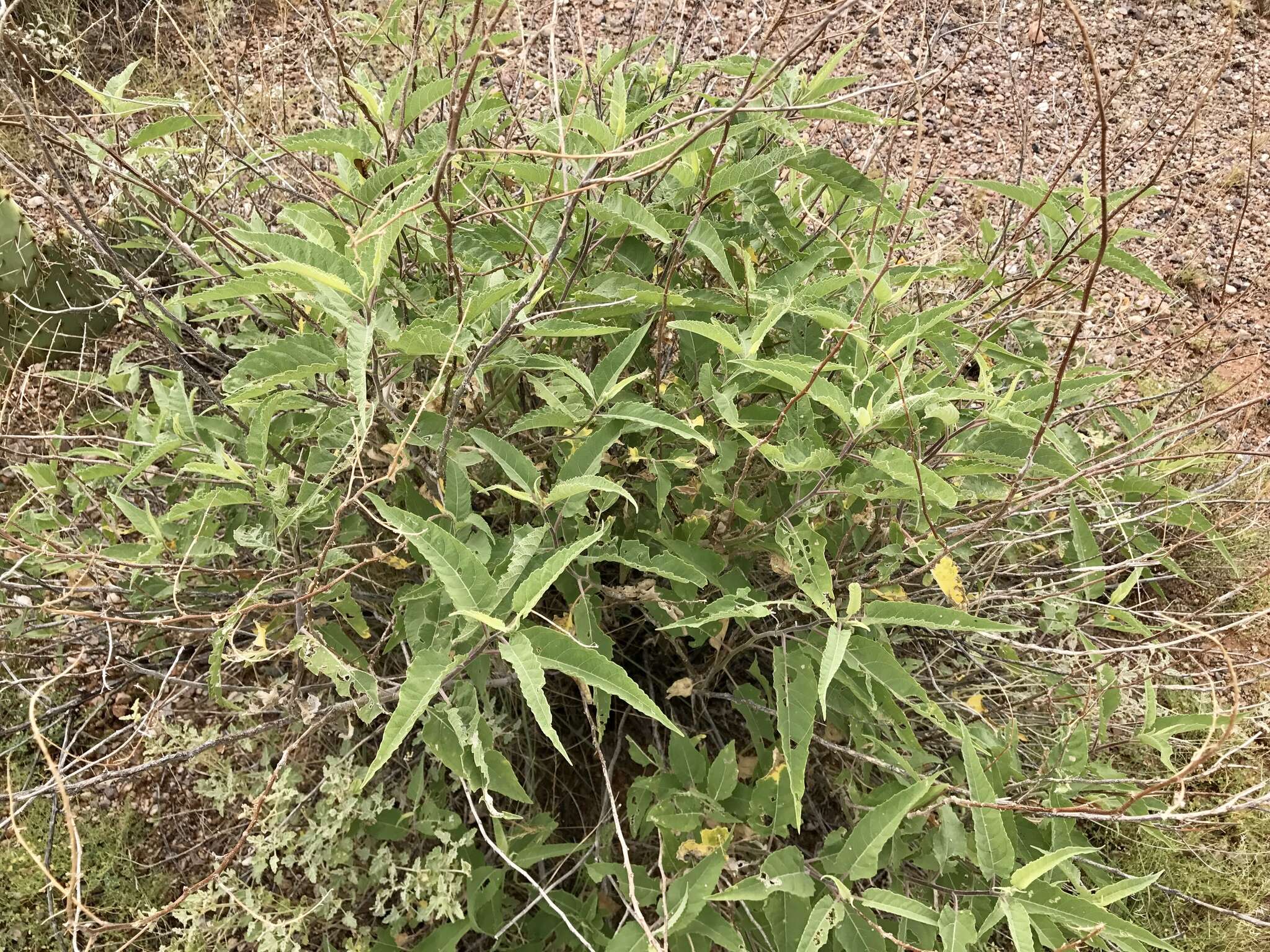 Image of Ambrosia-leaf Bursage