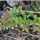 Image of Asplenium adiantum-nigrum subsp. corunnense (Christ) Rivas Mart.